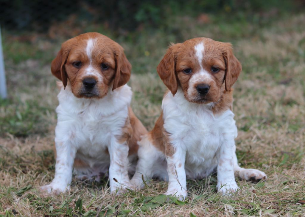 chiot Epagneul Breton Du Bois Des Hautes Herbes