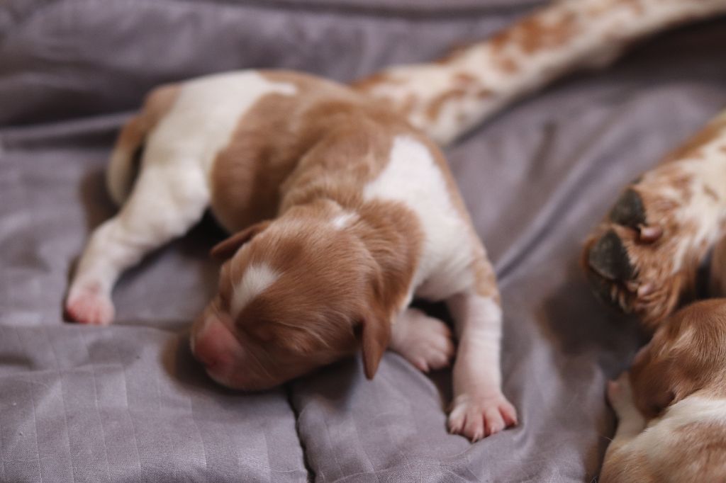 Naissance des premiers chiots "Du Bois des Hautes Herbes"