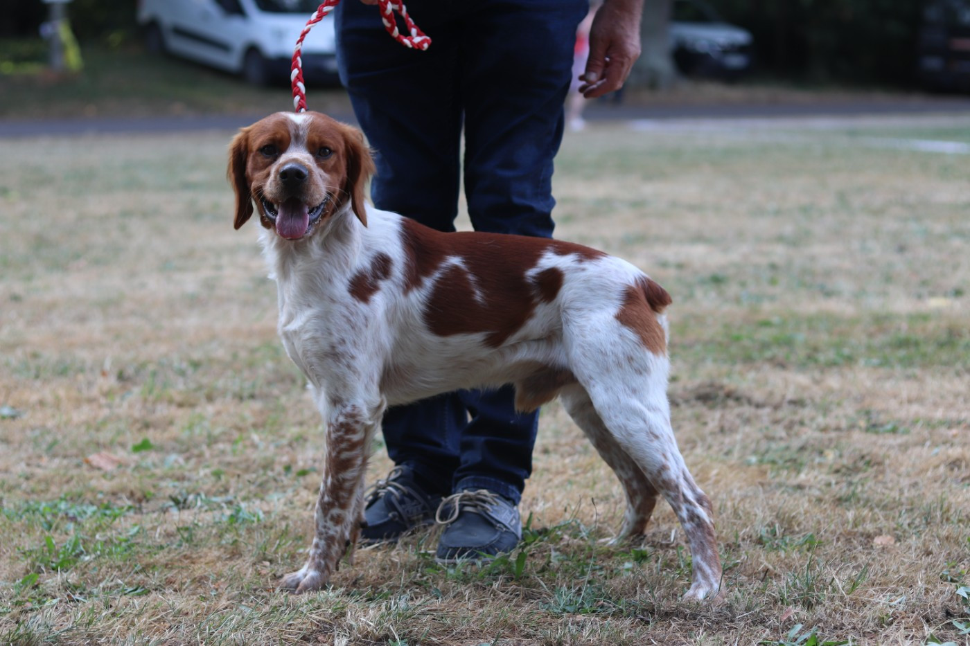 Exposition canine Maltot 2026