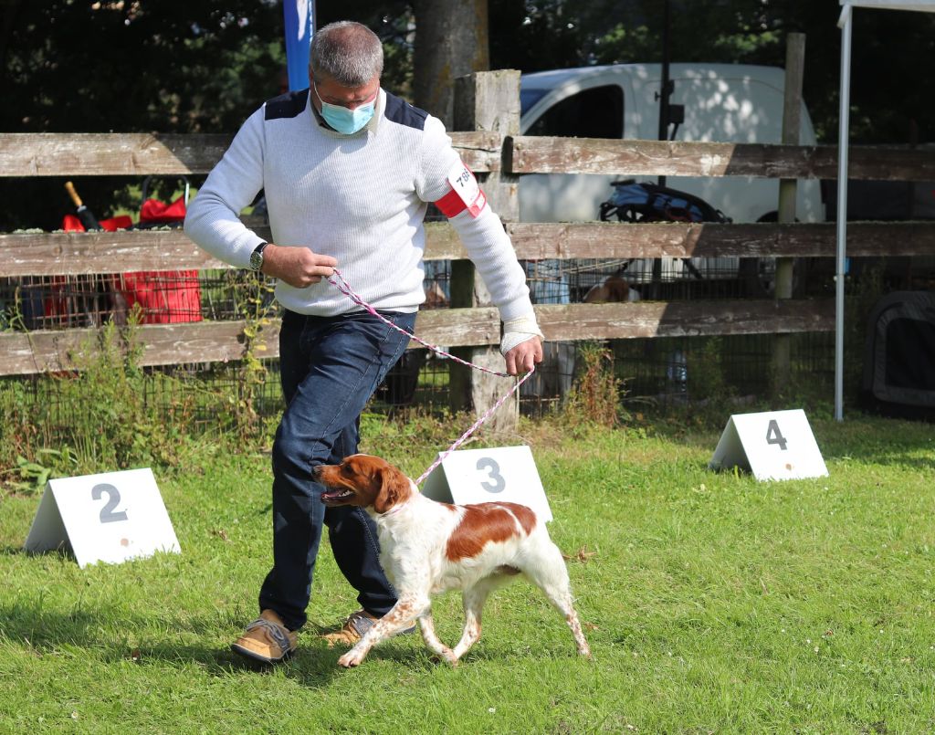 Exposition canine Maltot 2021