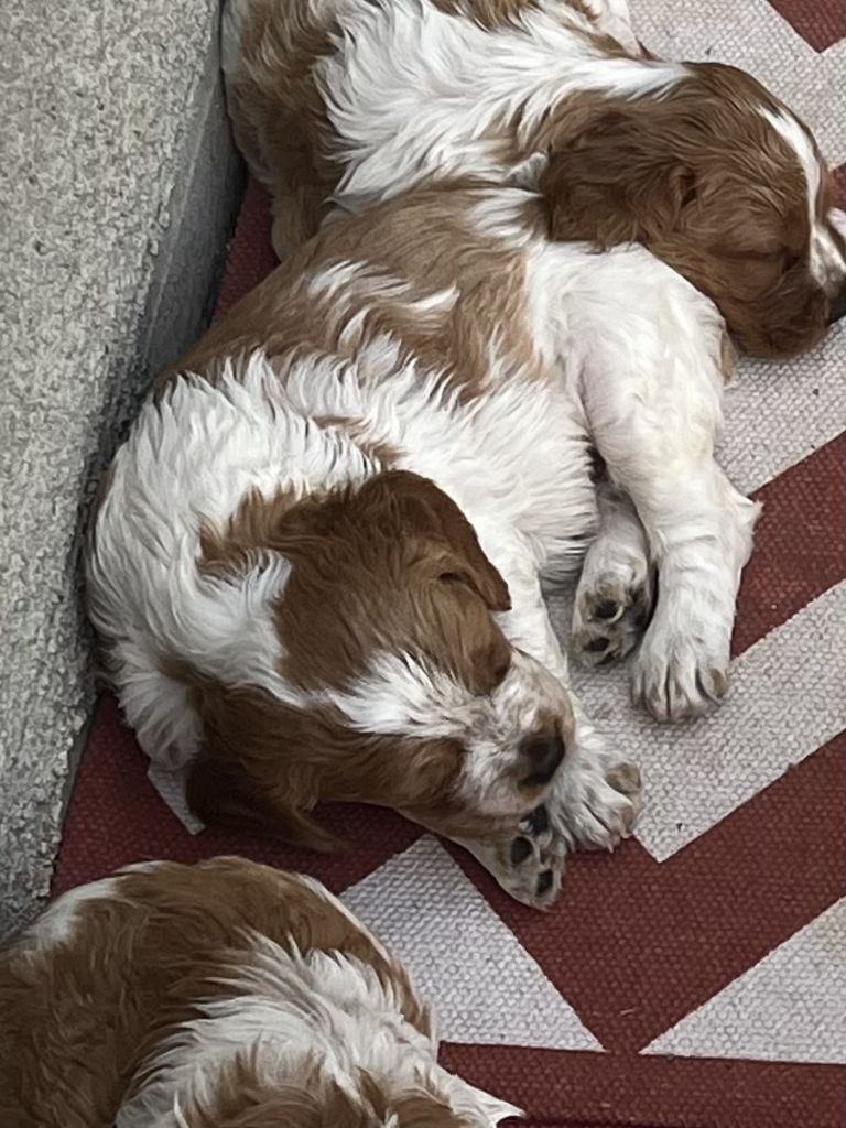 Du Bois Des Hautes Herbes - Chiots disponibles - Epagneul Breton